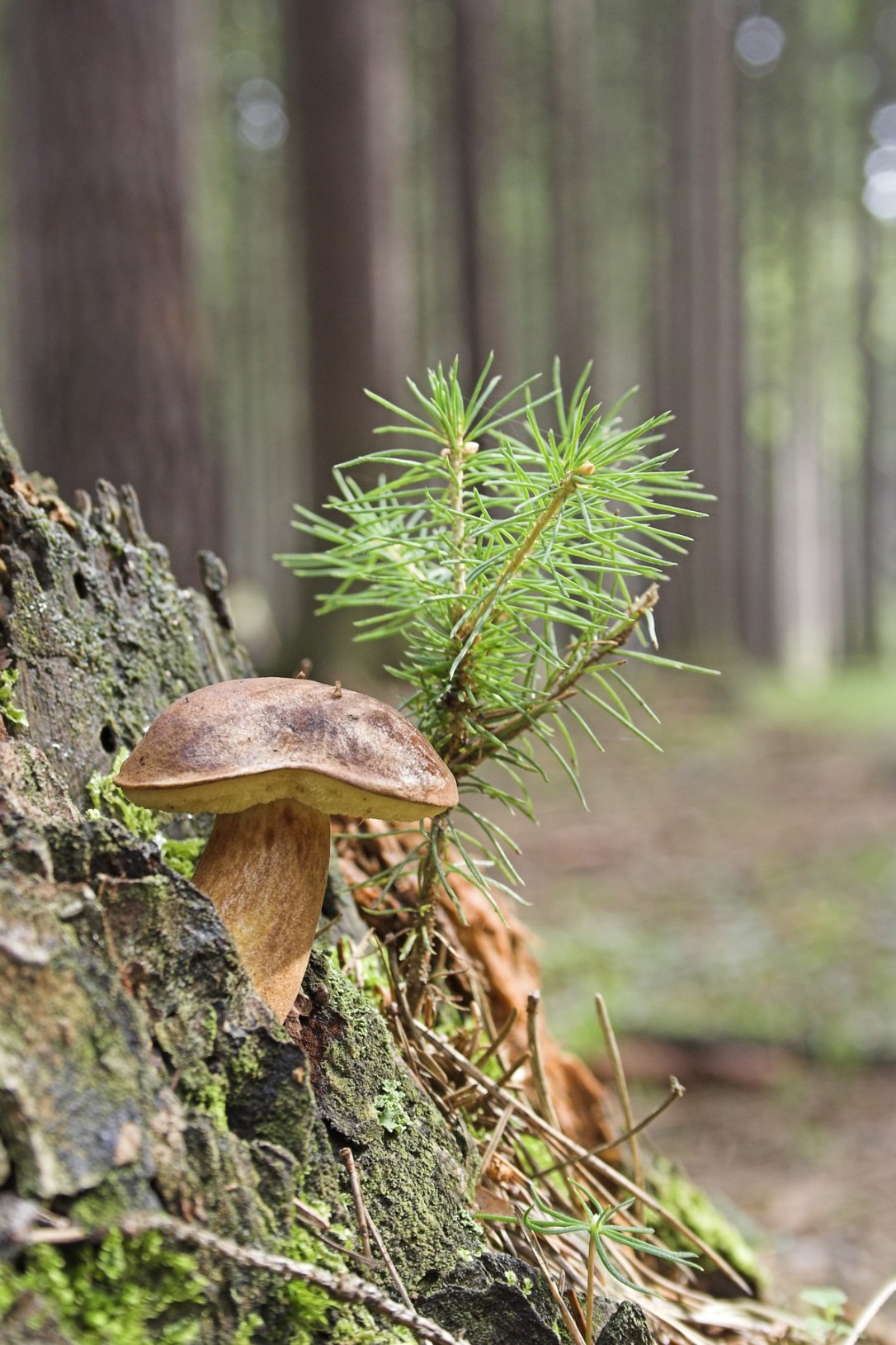 wild_mushroom_close_green_wood_forest_tiny_tree-1260967.jpg