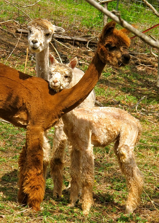 alpacas-1943703_960_720