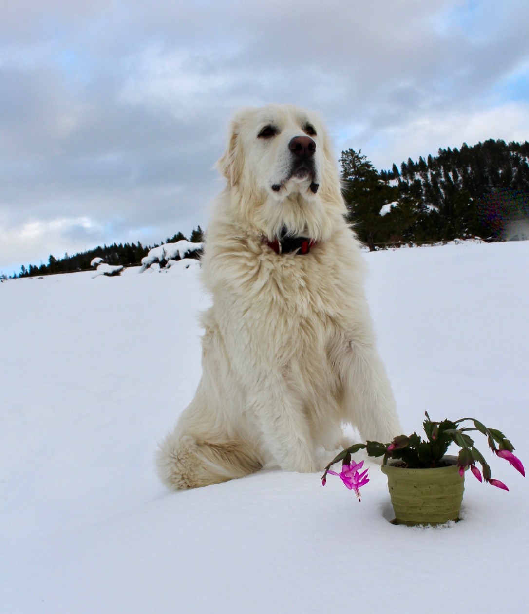 Stoic Arthur in the snow